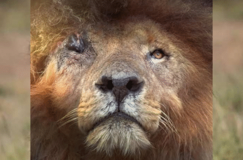 Scarface the lions in Masai Mara