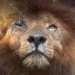 Scarface the lions in Masai Mara