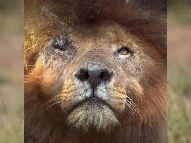 Scarface the lions in Masai Mara