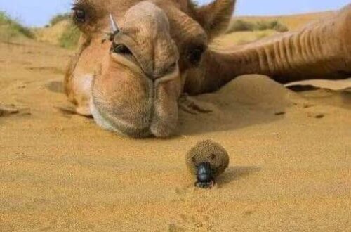 Amazing Camel Adaptations