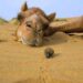 Amazing Camel Adaptations
