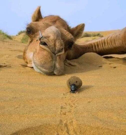 Amazing Camel Adaptations