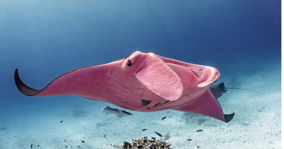 Rare pink manta ray
