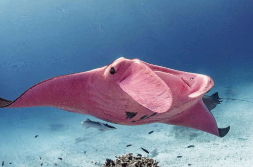 Rare pink manta ray