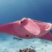 Rare pink manta ray