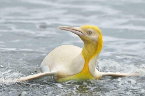 The yellow colored king penguin Aptenodytes patagonicus was spotted after photographer Yves Adams suddenly saw penguins swimming towards the shore.