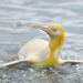 The yellow colored king penguin Aptenodytes patagonicus was spotted after photographer Yves Adams suddenly saw penguins swimming towards the shore.