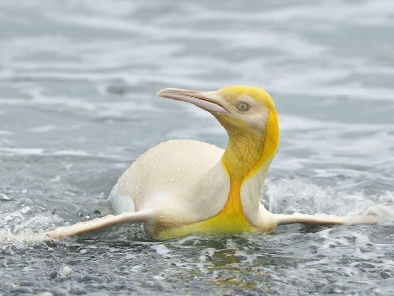 The yellow colored king penguin Aptenodytes patagonicus was spotted after photographer Yves Adams suddenly saw penguins swimming towards the shore.