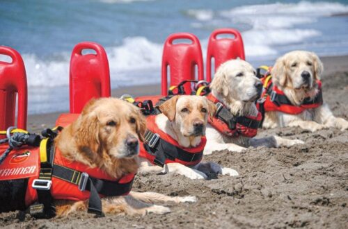 In Croatia they have Dog Lifeguards for the entire Summer season.