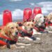 In Croatia they have Dog Lifeguards for the entire Summer season.