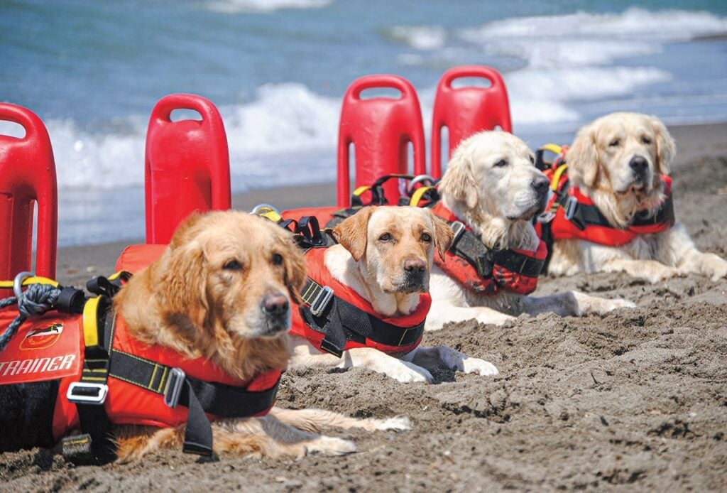 In Croatia they have Dog Lifeguards for the entire Summer season.